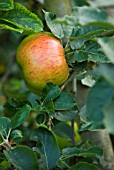 MALUS DOMESTICA BRAMLEYS