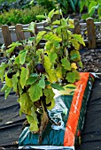 AUBERGINE BABY ROSANNA PLANTED IN GROWBAG