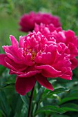 PAEONIA LACTIFOLIA KARL ROSENFIELD