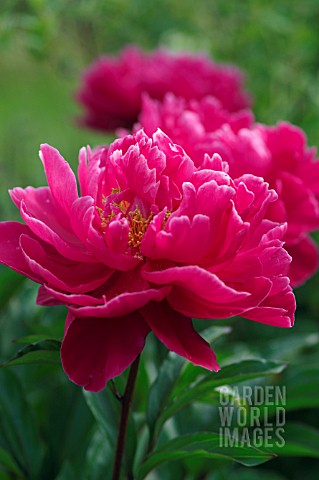 PAEONIA_LACTIFOLIA_KARL_ROSENFIELD