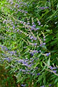 VITEX AGNUS-CASTUS VAR LATIFOLIA