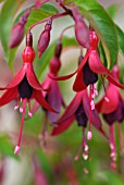 FUCHSIA DYING EMBERS