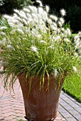 PENNISETUM VILLOSUM FEATHER TOP GROWING IN CLAY POT