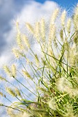 PENNISETUM VILLOSUM FEATHER TOP