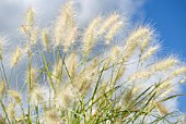 PENNISETUM VILLOSUM FEATHER TOP