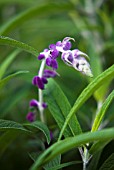 SALVIA LEUCANTHA MIDNIGHT