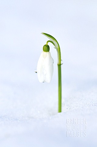GALANTHUS_NIVALIS_IN_THE_SNOW