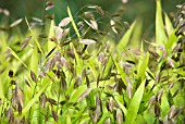 CHASMANTHIUM LATIFOLIUM