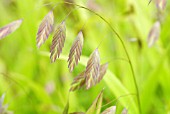 CHASMANTHIUM LATIFOLIUM