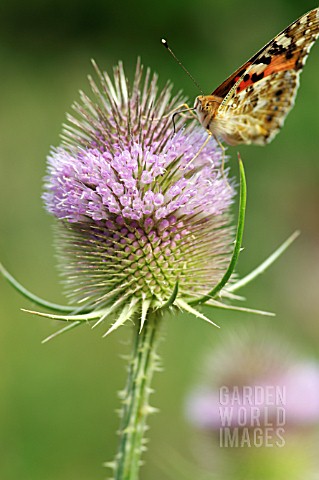 DIPSACUS_FULLONUM_WITH_VANESSA_CARDUI_TEASEL_WITH_PAINTED_LADY_BUTTERFLY