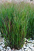 PANICUM VIRGATUM HEAVY METAL