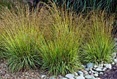 MOLINIA CAERULEA SUBS CAERULEA VARIEGATA