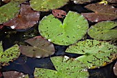 WATER LILY BEETLE DAMAGE TO NYMPHAEA LEAVES