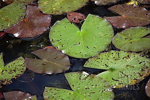 WATER_LILY_BEETLE_DAMAGE_TO_NYMPHAEA_LEAVES