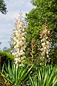 YUCCA GLORIOSA VARIEGATA