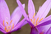 COLCHICUM AUTUMNALE NANCY LINDSAY