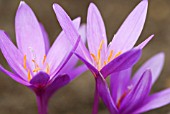 COLCHICUM AUTUMNALE NANCY LINDSAY