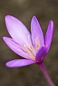 COLCHICUM AUTUMNALE NANCY LINDSAY