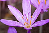 COLCHICUM TENORII