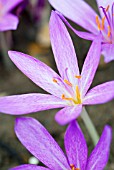 COLCHICUM TENORII