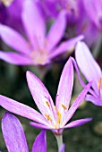 COLCHICUM TENORII