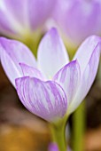 COLCHICUM ANTARES