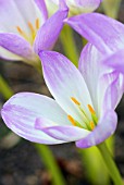 COLCHICUM ANTARES