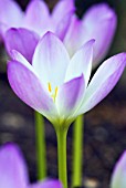 COLCHICUM ANTARES