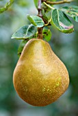 PYRUS COMMUNIS MERTON PRIDE