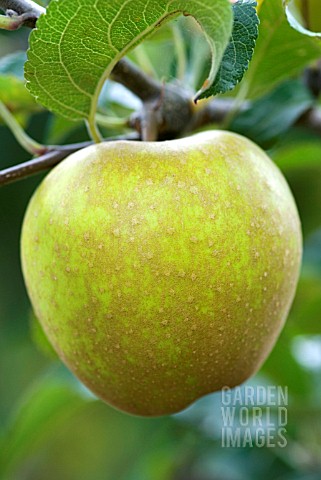 MALUS_DOMESTICA_HEREFORDSHIRE_RUSSET