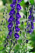 ACONITUM BRESSINGHAM SPIRE