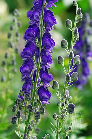 ACONITUM_BRESSINGHAM_SPIRE