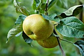 MALUS DOMESTICA ST EDMUNDS RUSSET