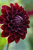 DAHLIA BLACK FIRE