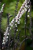 ACTAEA SIMPLEX ATROPURPUREA GROUP