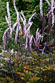 ACTAEA SIMPLEX ATROPURPUREA GROUP