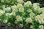 HYDRANGEA PANICULATA DOLLY