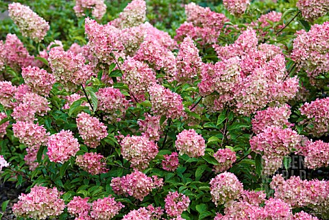 HYDRANGEA_PANICULATA_VANILLA_FRAISE