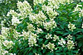 HYDRANGEA PANICULATA FLORIBUNDA