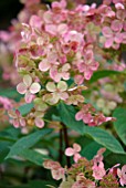 HYDRANGEA PANICULATA EARLY SENSATION