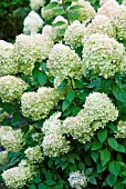 HYDRANGEA PANICULATA LIMELIGHT