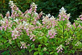 HYDRANGEA PANICULATA BIG BEN