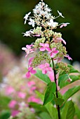 HYDRANGEA PANICULATA BIG BEN