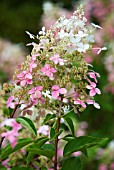 HYDRANGEA PANICULATA BIG BEN