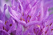 COLCHICUM AGRIPPINUM