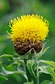 CENTAUREA MACROCEPHALA