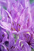 COLCHICUM AGRIPPINUM