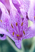 COLCHICUM AGRIPPINUM