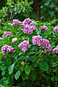 HYDRANGEA MACROPHYLLA SETSUKA TAE