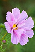 COSMOS BIPINNATUS SENSATION SERIES